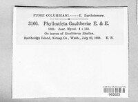Phyllosticta gaultheriae image